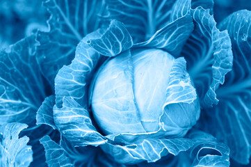 head of ripe fresh honest white cabbage grows in the garden. toned classic blue color trend 2020 year