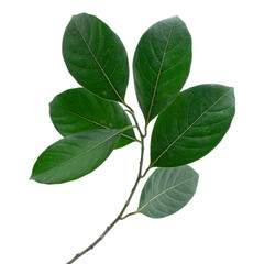 Upperside of branch of dark green jackfruit leaves isolated on white background.