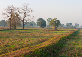 Rice Field of Farmer and sun in the morning,in Thailand