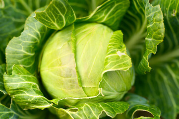 head of ripe fresh honest white cabbage grows in the garden