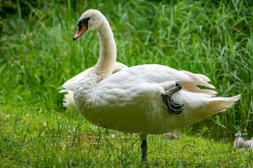 Adult mute swan (Cygnus olor) standing on one leg