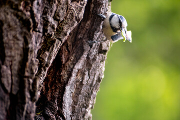 European blue tit (Cyanistes caeruleus) on the tree bark