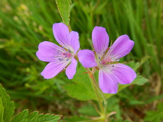 Purple Flowers
