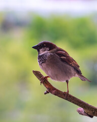 Male house sparrow resting on the branch