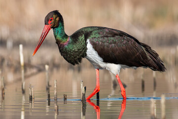 Black Stork portrait in early morning