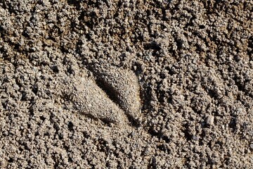 The animal print in the beach sand surface.