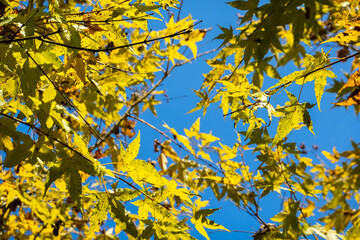 yellow leaves under blue sky