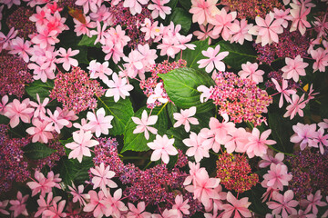 Naklejka premium あじさい