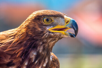A young male of Golden Eagle