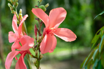 Close up pink canna lily flower under the shade of a tree in strong sunlight. Beautiful blossom in tropical garden.