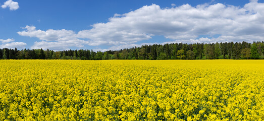 Blühendes gelbes Rapsfeld vor einem Wald und malerischem Himmel mit Wolkenlandschaft