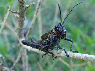 Saltamontes negro