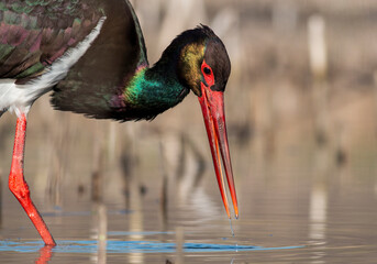 Black Stork portrait in early morning