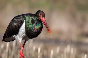 Naklejka premium Black Stork portrait in early morning