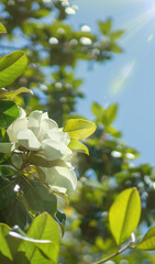 Fototapeta na wymiar Wallpaper for phone, creamy white southern magnolia Magnolia Grandiflora flower. Rays of the sun in the blue sky