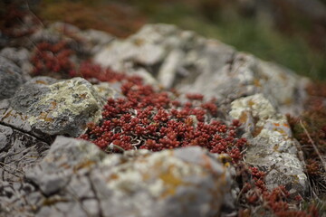 A close -up of some high-mountain vegetation. It's a cacti-like red plant. The photo is taken from the summit of Stara Planina, Bulgaria.