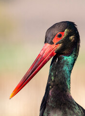 Black Stork portrait in early morning