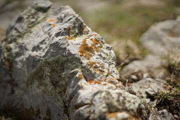 A close-up of a colourful moss growing on a mountain rock. The photo is taken on the summit of Stara Planina (Balkan Mountain), Bulgaria.
