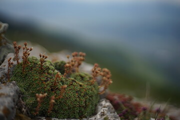 A close -up of some high-mountain vegetation. They are cacti-like green plants. The photo is taken from the summit of Stara Planina (Balkan Mountain), Bulgaria.