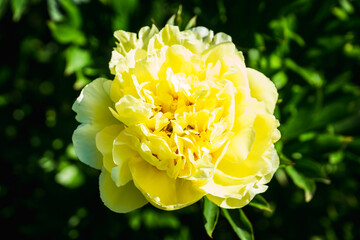 Blooming yellow peony 'Garden treasure' in the garden. Selective focus.
