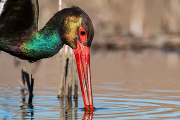 Black Stork portrait in early morning