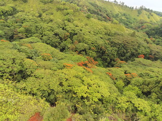 Cimes d'arbres vue du ciel à Tahiti, Polynésie française	