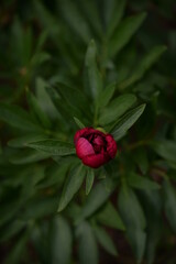 Paeonia peregrina in blooming period. red peony in the garden