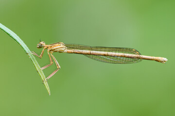 White legged damselfly or blue featherleg female, sitting on a leaf of grass, closeup. Genus...