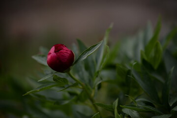 Paeonia peregrina in blooming period. red peony in the garden