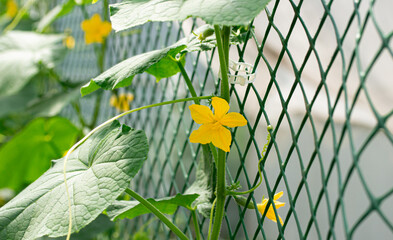 Cucumber plant with yellow flower and small germs in organic bed in greenhouse. Grow organic vegetables in kitchen garden