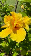 Yellow hibiscus on a green background . High quality photo