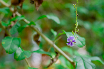 Fototapeta premium Florzinha Roxa
