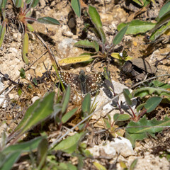 Grizzled Skipper Resting on the Ground