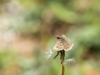 Dingy Skipper Resting ion Dandelion Head