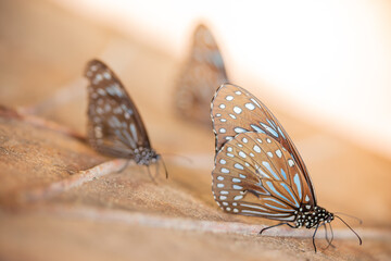 Blue butterfly on the ground