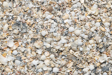 Close up scrap of seashell on the beach for background.