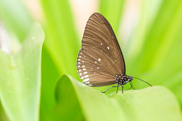 Obraz na płótnie Canvas Black butterfly on green leaf