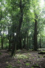 Fototapeta premium Jungle à Moorea, Polynésie française