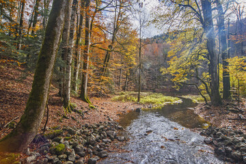 Obraz premium A stream in the autumn forest on the mountain