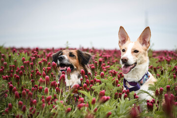 Portrait of Black and white Bohemian Spotted Dog, who is hidding in poppy seed. He is so cute