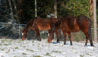 This image is 2 bay thoroughbred horses grazing in a pasture covered with freshly fallen snow.  Trees and holly berries line the background in this beautiful equine photo.