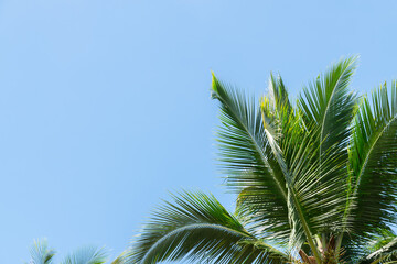 Low angle view of tropical coconut palm leaves on blue sky background with copy space. Beautiful natural background for summertime.