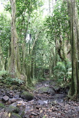 Forêt à Moorea, Polynésie française