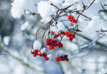 Viburnum plant red berries under snow on a tree in winter forest