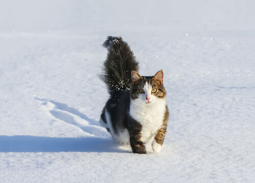 Active young cat with fluffy tail walks on snow covered field in countryside
