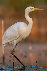Great white egret portrait in early morning