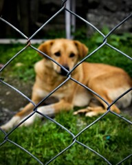 dog in the cage