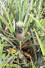 Obraz premium Ananas dans un champs à Moorea, Polynésie française 