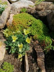 a delicate low yellow Alpine poppy with flown petals on a garden rocky flowerbed next to sedums and other groundcover plants. flower desktop Wallpaper