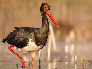 Black Stork portrait